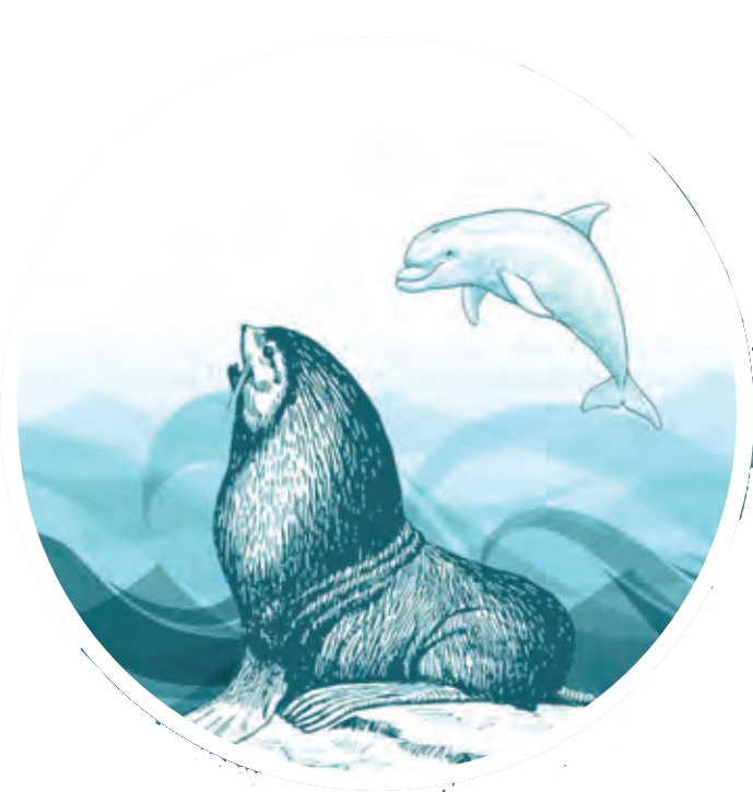 5.png Dolphin & Sea Lion